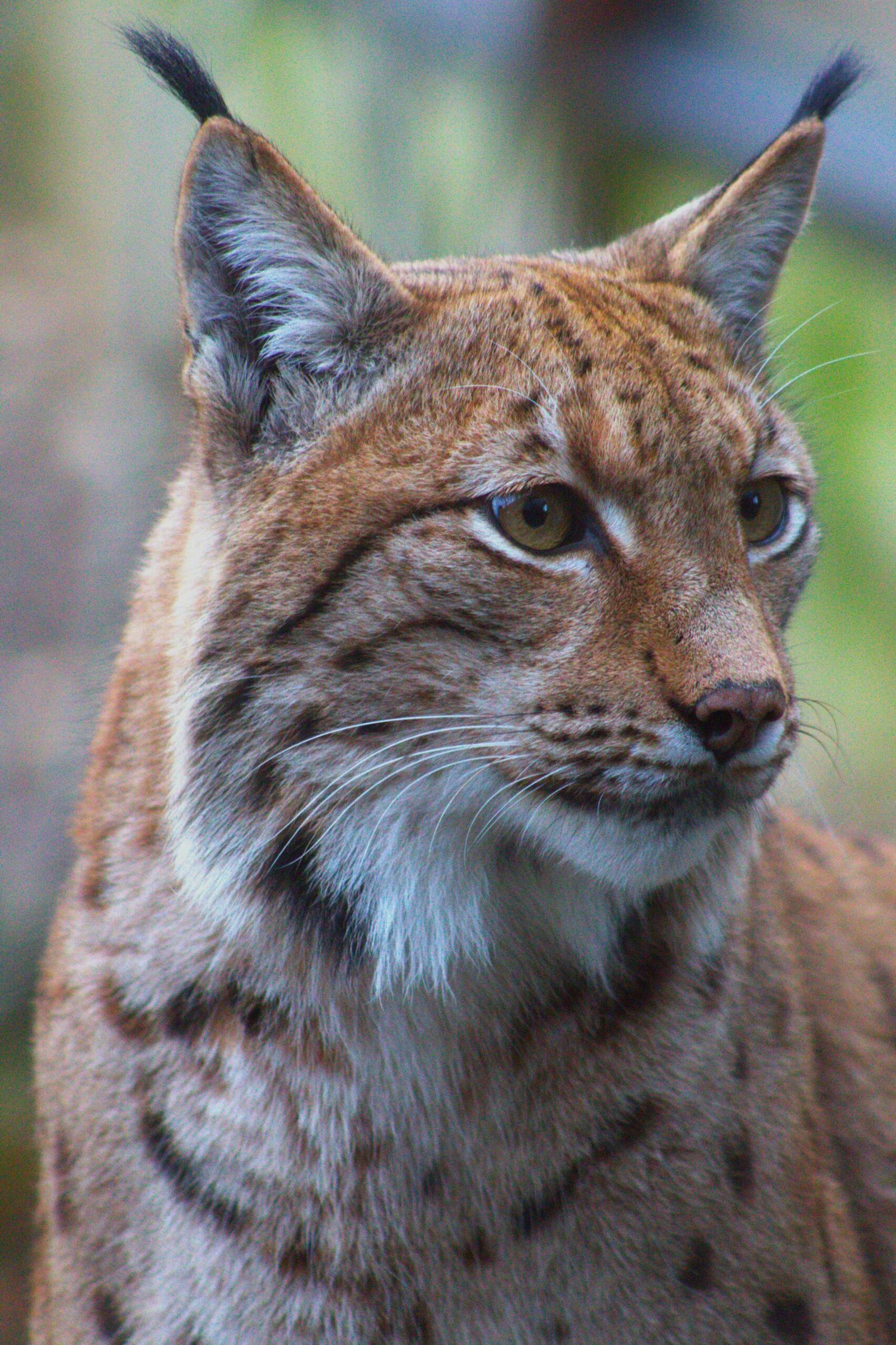 EL VALOR DEL LINCE pexels photo 35299070 35299070 scaled.jpg